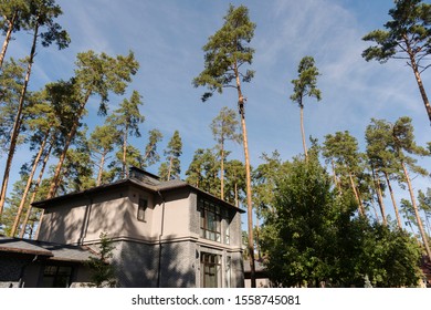 Arborist Cuts A Dry, Diseased Tree On A Site Near The House. Security.