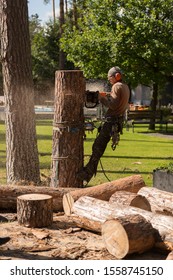 Arborist Cuts A Dry, Diseased Tree On A Site Near The House. Security.