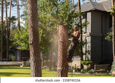 Arborist Cuts A Dry, Diseased Tree On A Site Near The House. Security.