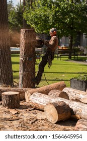 Arborist Cuts A Dry, Diseased Tree On A Site Near The House. Security.