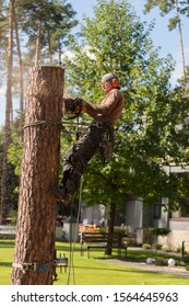 Arborist Cuts A Dry, Diseased Tree On A Site Near The House. Security.