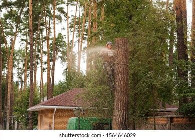 Arborist Cuts A Dry, Diseased Tree On A Site Near The House. Security.