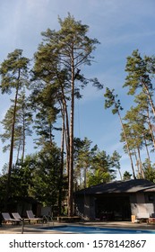 Arborist Cuts A Dry, Diseased Tree On A Site Near The House. Security.