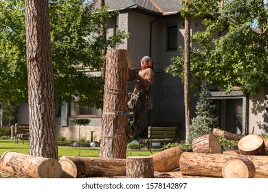 Arborist Cuts A Dry, Diseased Tree On A Site Near The House. Security.