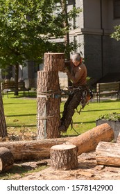 Arborist Cuts A Dry, Diseased Tree On A Site Near The House. Security.