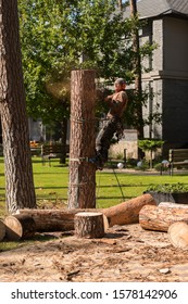 Arborist Cuts A Dry, Diseased Tree On A Site Near The House. Security.