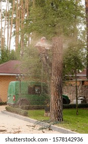 Arborist Cuts A Dry, Diseased Tree On A Site Near The House. Security.