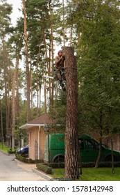 Arborist Cuts A Dry, Diseased Tree On A Site Near The House. Security.