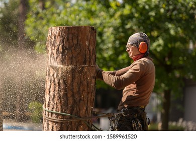 Arborist Cuts A Dry, Diseased Tree On A Site Near The House. Security.