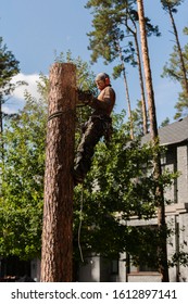 Arborist Cuts A Dry, Diseased Tree On A Site Near The House. Security.