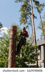 Arborist Cuts A Dry, Diseased Tree On A Site Near The House. Security.