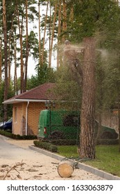 Arborist Cuts A Dry, Diseased Tree On A Site Near The House. Security.