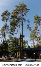 Arborist Cuts A Dry, Diseased Tree On A Site Near The House. Security.