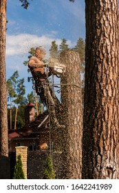 Arborist Cuts A Dry, Diseased Tree On A Site Near The House. Security.