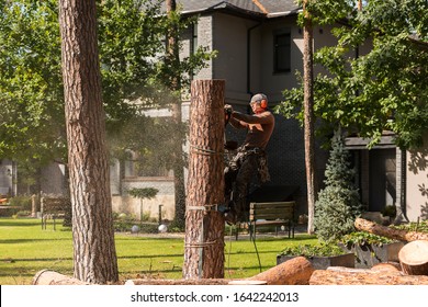 Arborist Cuts A Dry, Diseased Tree On A Site Near The House. Security.