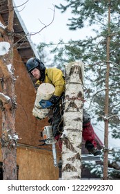 Arborist Cutting Birch Tree With Chainsaw By Piecemeal From The Height.
Tree Removal.
