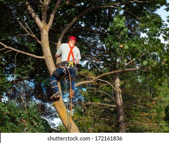 An Arborist Cutting Down a Maple Tree Piece by Piece