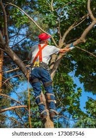 An Arborist Cutting Down a Tree Piece by Piece