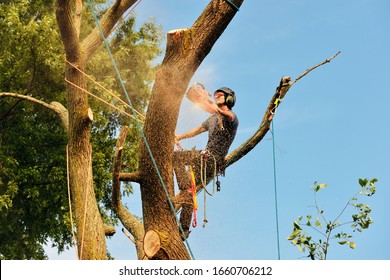 Arborist cutting tree, action shot. Chainsaw, rigging ropes, sawdust, warm sunset light and blue sky.