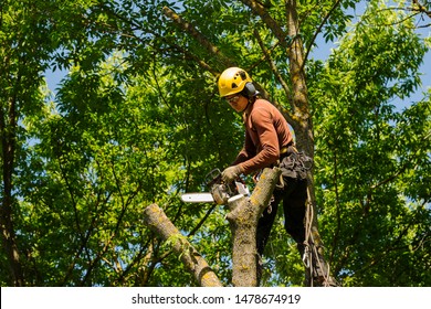 An Arborist Cutting A Tree With A Chainsaw