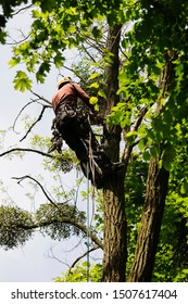 An arborist cutting a tree with a chainsaw