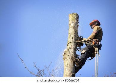 Ein Laubäumer schneidet einen Baum mit einer Kettensäge