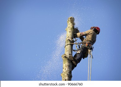 An arborist cutting a tree with a chainsaw