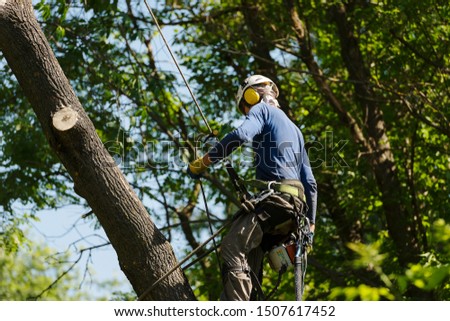 An arborist cutting a tree with a chainsaw