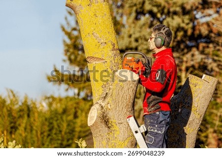 arborist cutting a tree. workman , worker without protective gear man on ladder climbing and cutting down a invasive tree (Paulownia tomentosa) 
