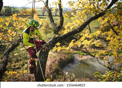 Arborist man cutting a branches with chainsaw and throw on a ground. The worker with helmet working at height on the trees. Lumberjack working with chainsaw during a nice sunny day.  - Powered by Shutterstock