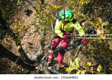 Arborist man cutting a branches with chainsaw and throw on a ground. The worker with helmet working at height on the trees. Lumberjack working with chainsaw during a nice sunny day.  - Shutterstock ID 1556464841