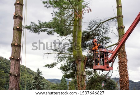 Similar – Arborist with tools in the wind