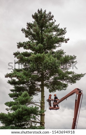 Similar – Arborist with tools in the wind