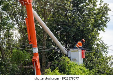 An Arborist Prunes Trees Close To Power Lines In Canterbury, New Zealand