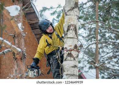 Arborist In Safety Harness Cutting Birch Tree With Chainsaw By Piecemeal From The Height. Tree Removal.