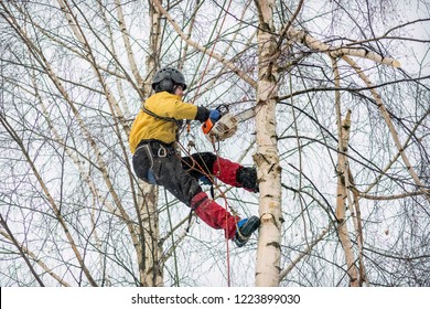 Arborist In Safety Harness Cutting  Branches Of Birch Tree With Chainsaw From The Height. Tree Removal.