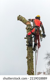 Arborist in safety harness cutting spruce with chainsaw from height. Removing trees in winter. Dangerous work. Safety.