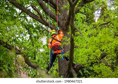 Arborist In A Tree With Ropes