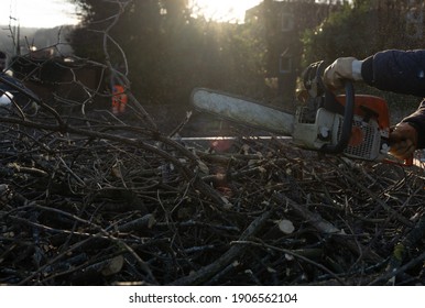 Arborist Tree Surgeon With Chainsaw