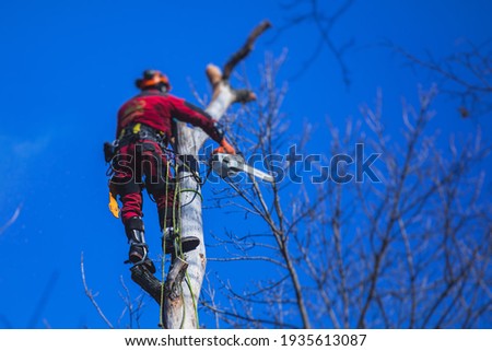 Arborist tree surgeon cutting tree branches with chainsaw, lumberjack woodcutter in uniform climbing and working on heights, process of tree pruning and sawing on top