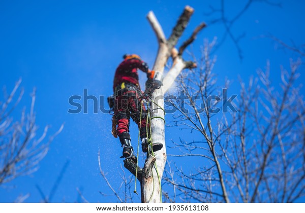 Arborist tree surgeon\
cutting tree branches with chainsaw, lumberjack woodcutter in\
uniform climbing and working on heights, process of tree pruning\
and sawing on top