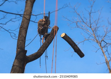 Arborist tree surgeon cutting and trimming tree branches with chainsaw, lumberjack woodcutter in uniform climbing and working on heights, process of tree trunk pruning and sawing on a top in sunny day - Powered by Shutterstock