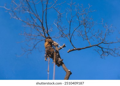 Arborist tree surgeon cutting and trimming tree branches with chainsaw, lumberjack woodcutter in uniform climbing and working on heights, process of tree trunk pruning and sawing on a top in sunny day - Powered by Shutterstock