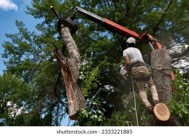 Arborist and truck crane working together to remove a diseased tree in an urban setting. - Powered by Shutterstock