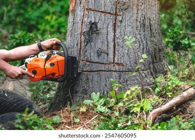 Arborist using a chainsaw to cut a tree in a forested area during daylight hours with vegetation surrounding the site - Powered by Shutterstock