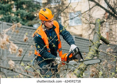 Arborist at work.  lumberjack working with a chainsaw, logging in the park.