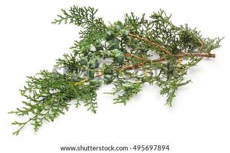 Arborvitae branch isolated on a white background.