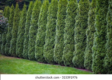 Arborvitae Leaves Background