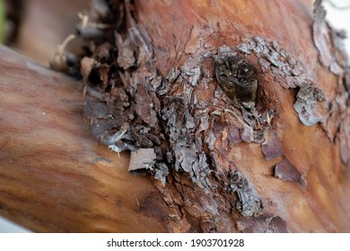 Arbutus Marina Strawberry Tree Bark