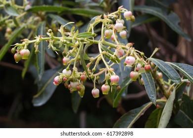 Arbutus Unedo. Strawberry Tree Small Flowers In Clusters